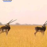 Blackbuck National Park