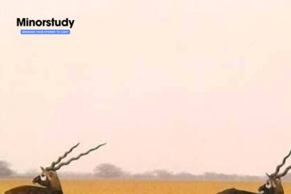 Blackbuck National Park