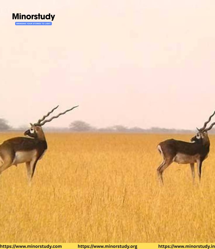 Blackbuck National Park