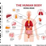 Human Body