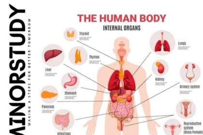 Human Body