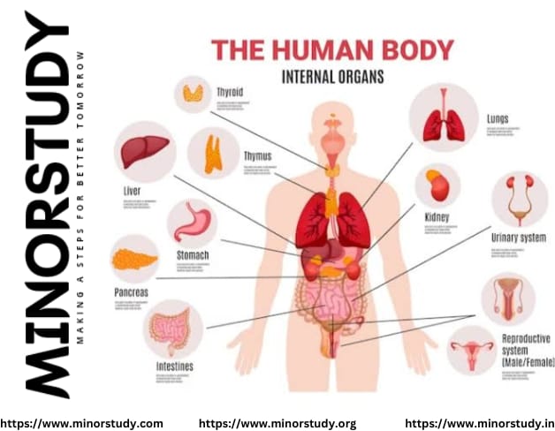Human Body