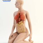 Anatomy