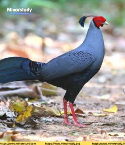Siamese Fireback
