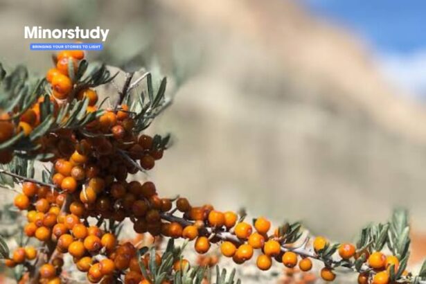 Sea Buckthorn Day