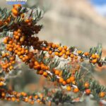 Sea Buckthorn