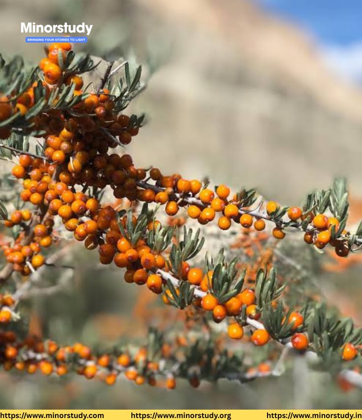 Sea Buckthorn