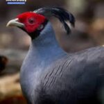 Siamese Fireback