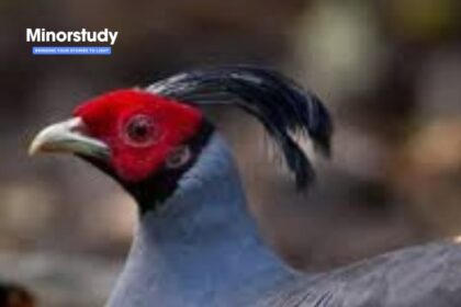 Siamese Fireback