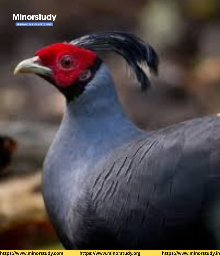 Siamese Fireback