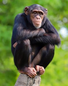 World Chimpanzee Day