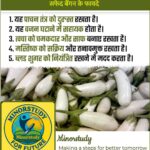 White Brinjal