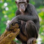 World Chimpanzee Day