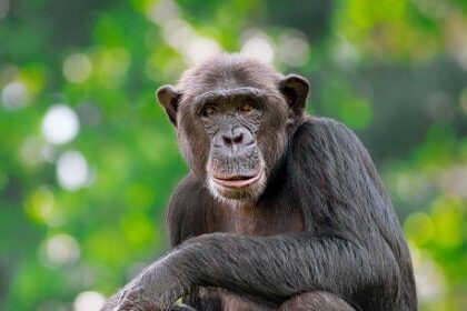 World Chimpanzee Day