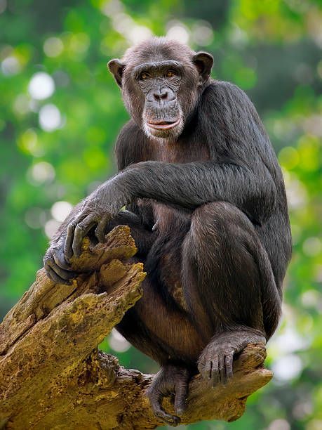 World Chimpanzee Day