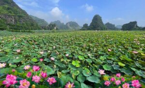 Lotus