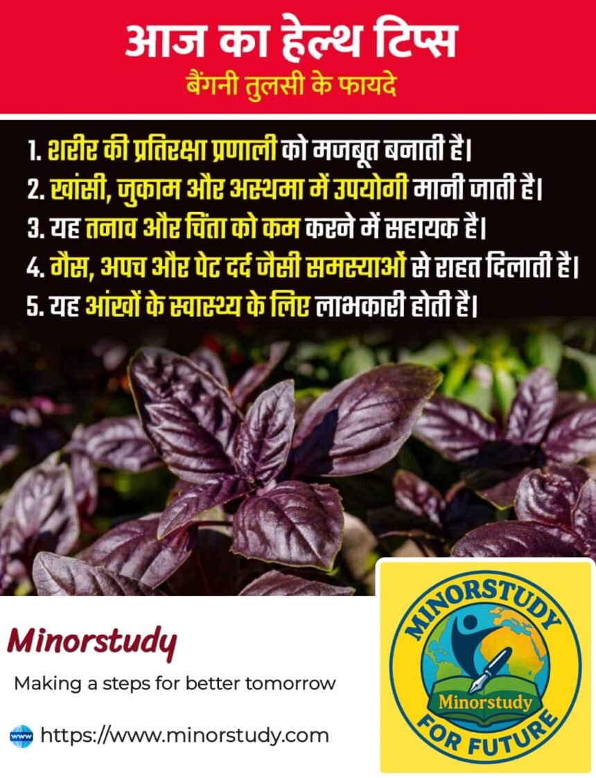 Purple Tulsi