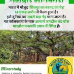 Giant Banyan Tree of Shivpur