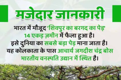 Giant Banyan Tree of Shivpur