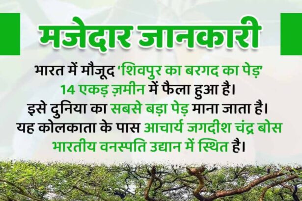 Giant Banyan Tree of Shivpur