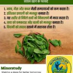Sorrel