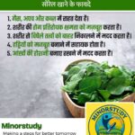 Sorrel