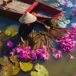 Lotus