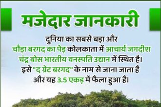 The Great Banyan Tree