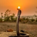 Indian Snakes