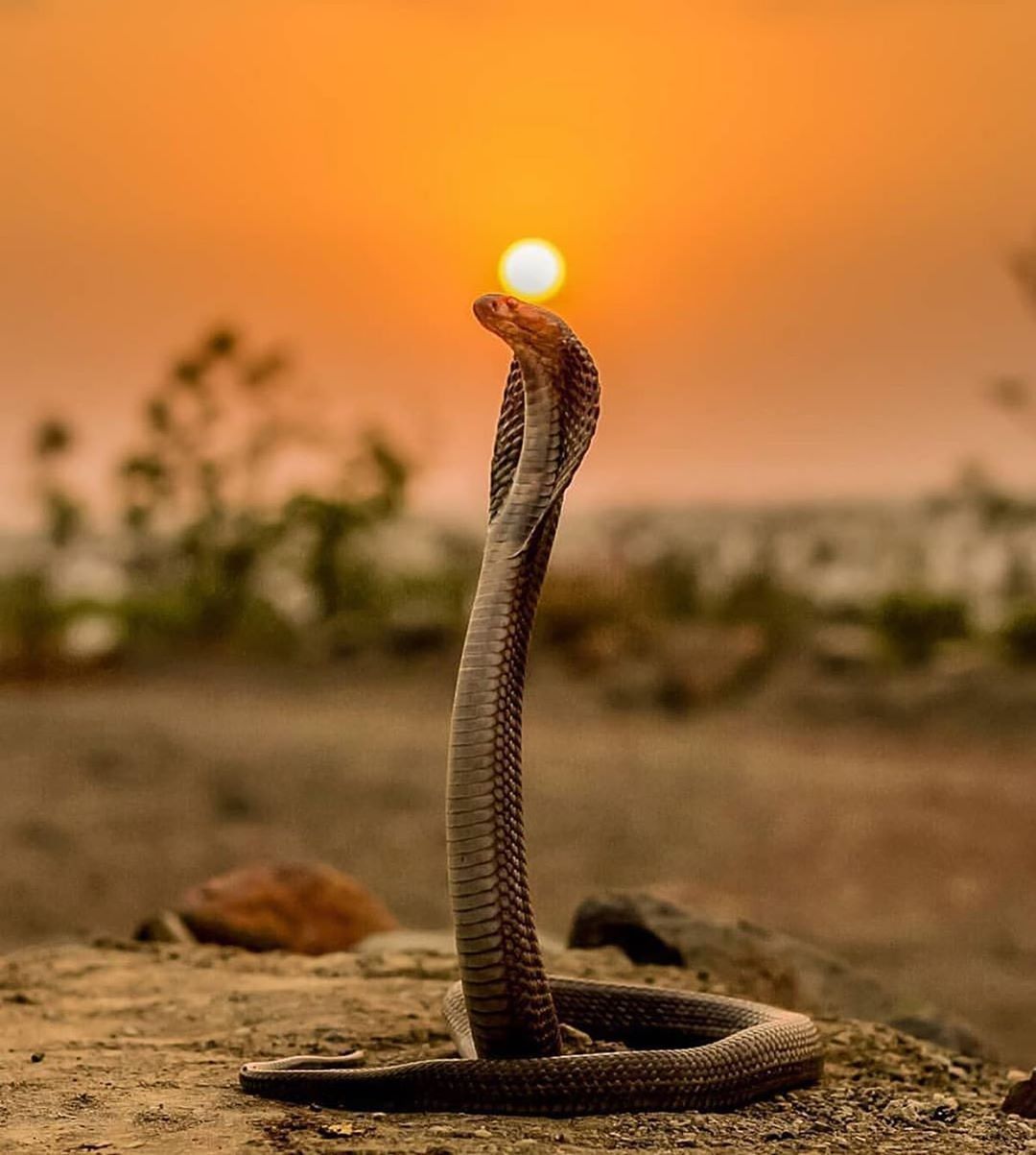Indian Snakes