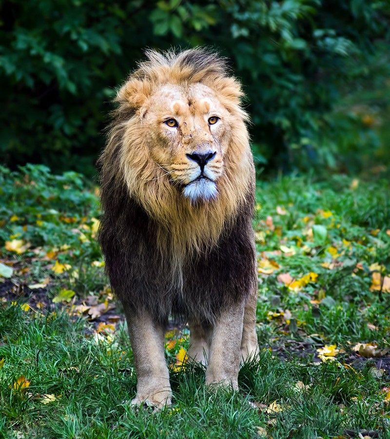 Asiatic Lion
