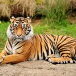 Bengal Tiger