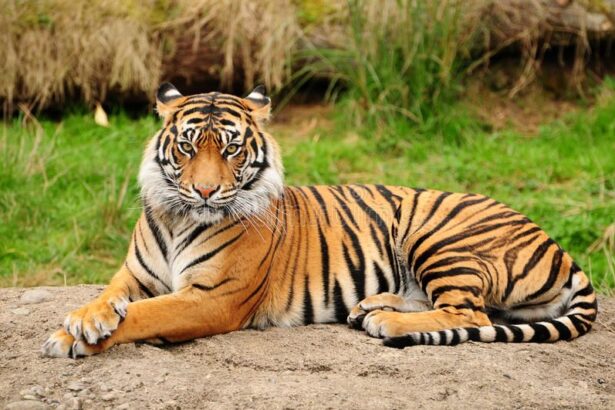 Bengal Tiger