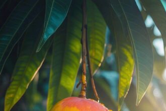 National Fruit of India