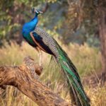 National Bird of India