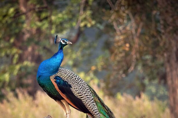 National Bird of India