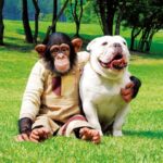 Animal Friends