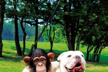 Animal Friends