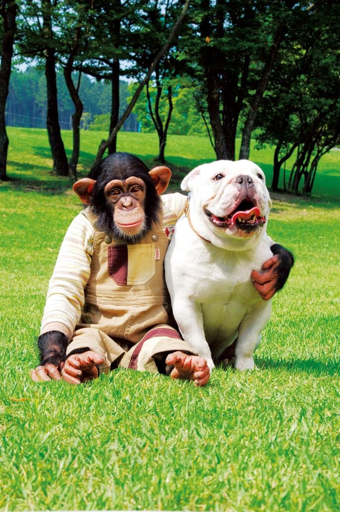 Animal Friends