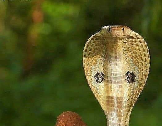 Indian Reptiles