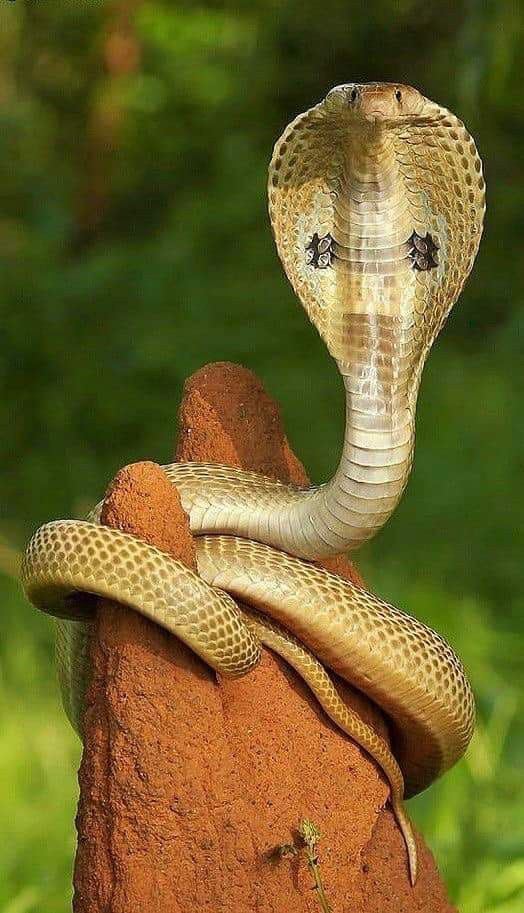 Indian Reptiles
