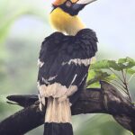 Indian Wild Animals