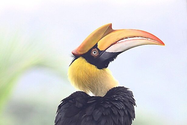 Indian Wild Animals