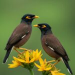 Indian Birds