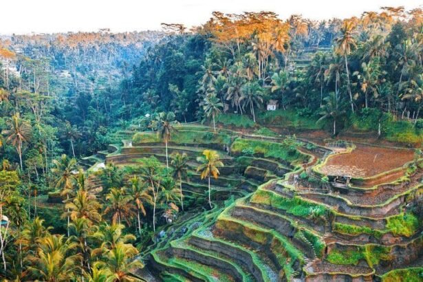 Tegallalang Rice Terrace